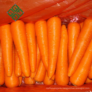 Best Selling Products china carrot 2 kg vegetables carrot